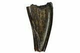 Bargain, Tyrannosaur Premax Tooth - Judith River Formation #164653-1